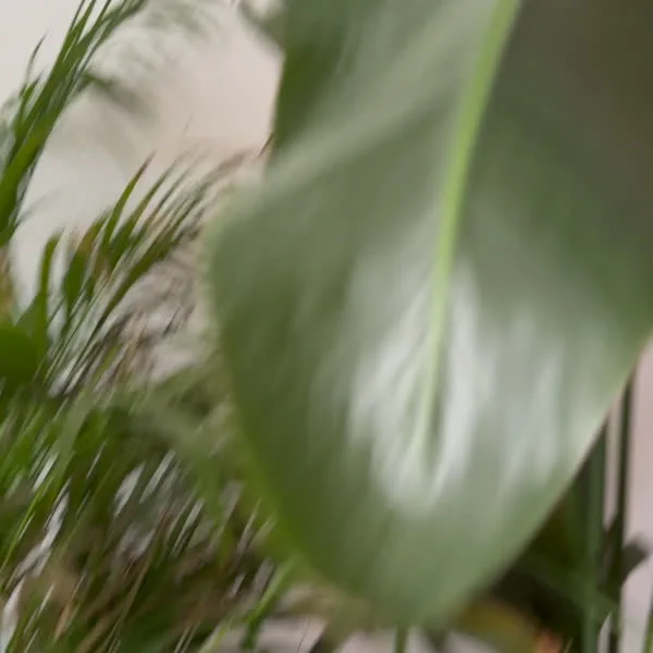 Video davon wie jemand mit dem Daumen das Blatt einer Pflanze streichelt.